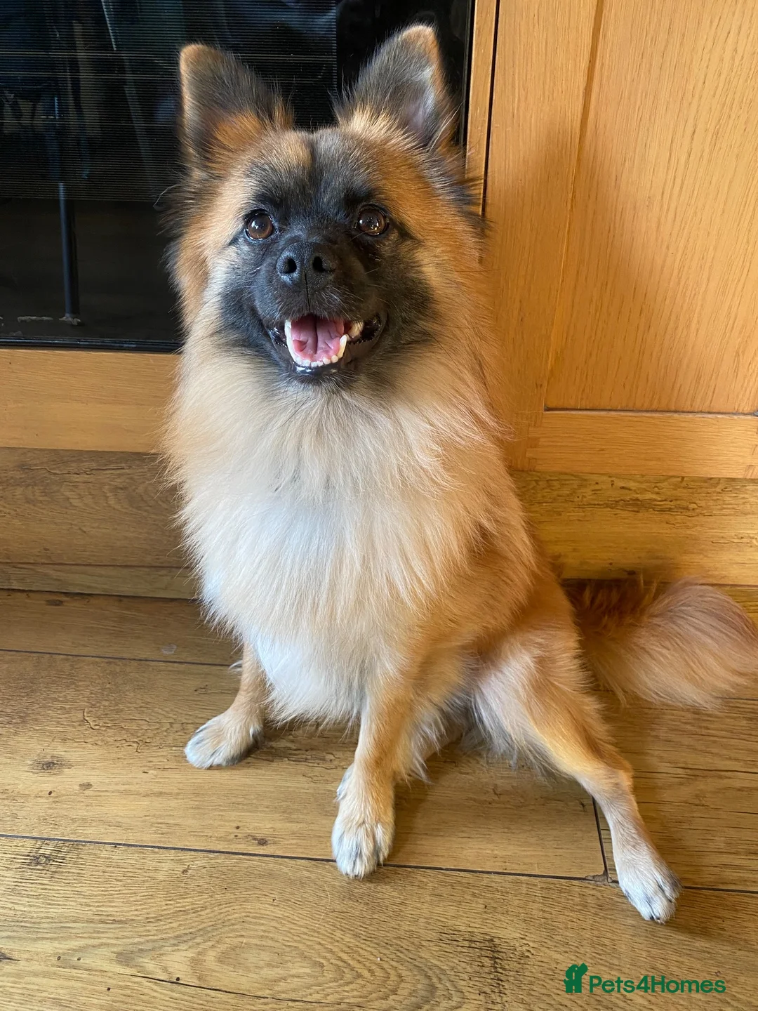 Mixed Breed dogs for sale:     German Spitz x Pomeranian | Loving Family Dog  in London - Advert 2