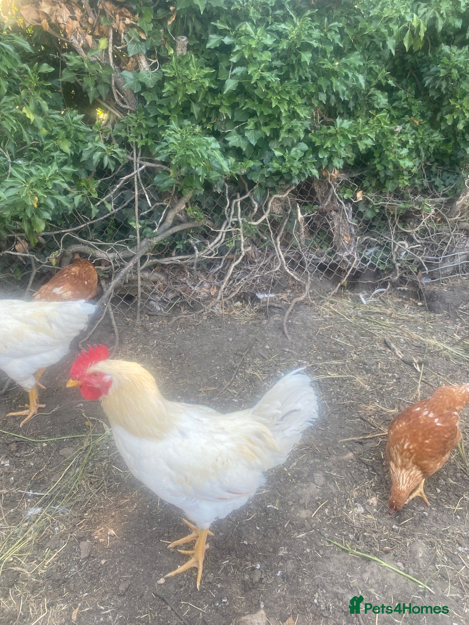 Chickens poultry White cockerel - Advert 1