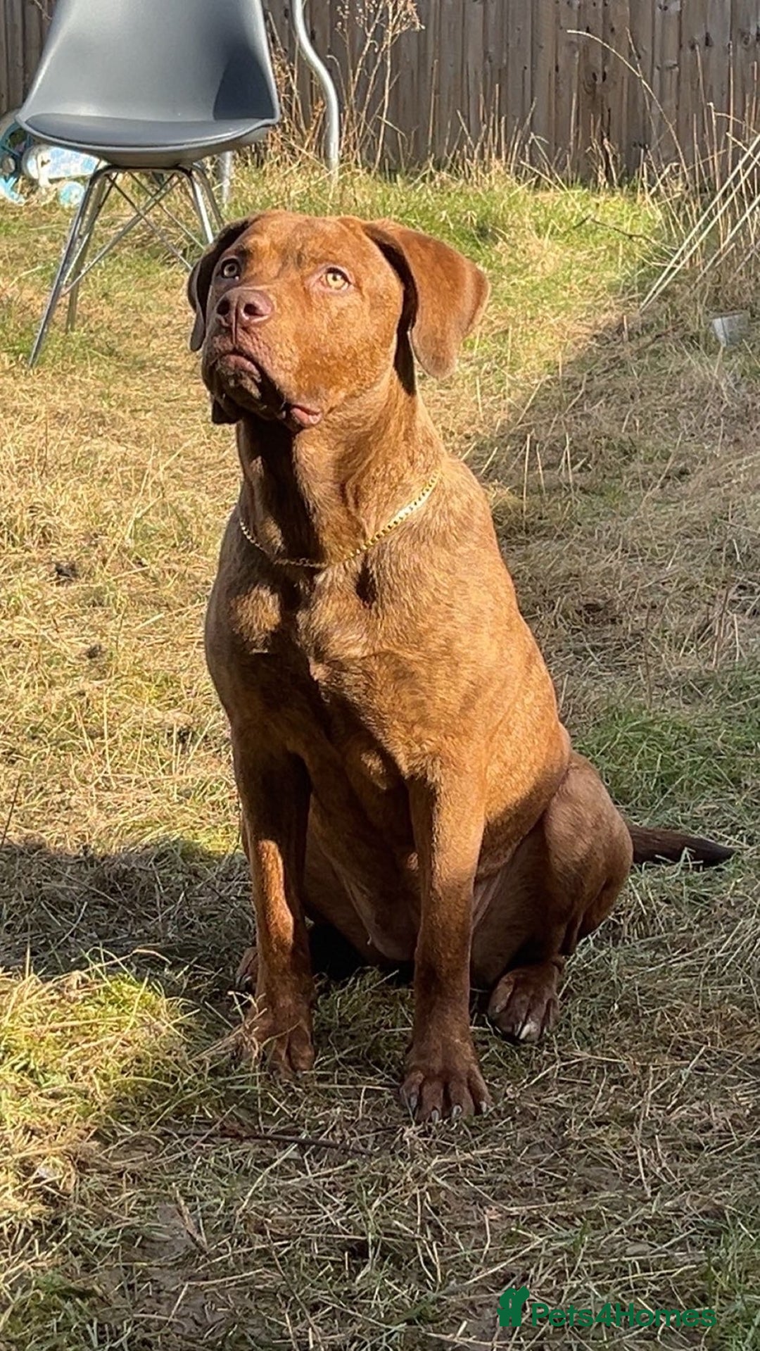 Mixed Breed dogs for sale: Mixed Breed - Hazel - Advert 4