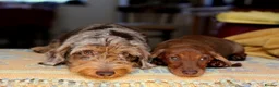 Miniature Dachshund dogs for sale: KC reg Miniature Wirehaired Dachshund bitch, Ready - Advert 2