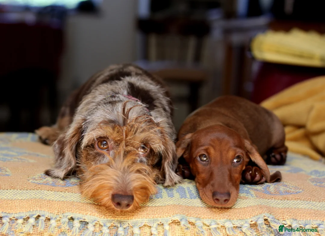 Miniature Dachshund dogs for sale: KC reg Miniature Wirehaired Dachshund bitch, Ready - Advert 2