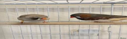 Finches birds for sale: Lovely breeding pair of zebra finches  in South Shields - Advert 9