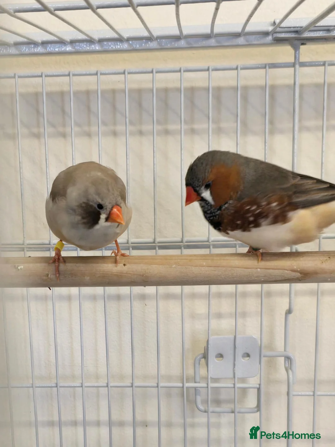 Finches birds for sale: Lovely breeding pair of zebra finches  in South Shields - Advert 9