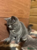 British Shorthair cats Gccf female British Shorthair - Advert 15