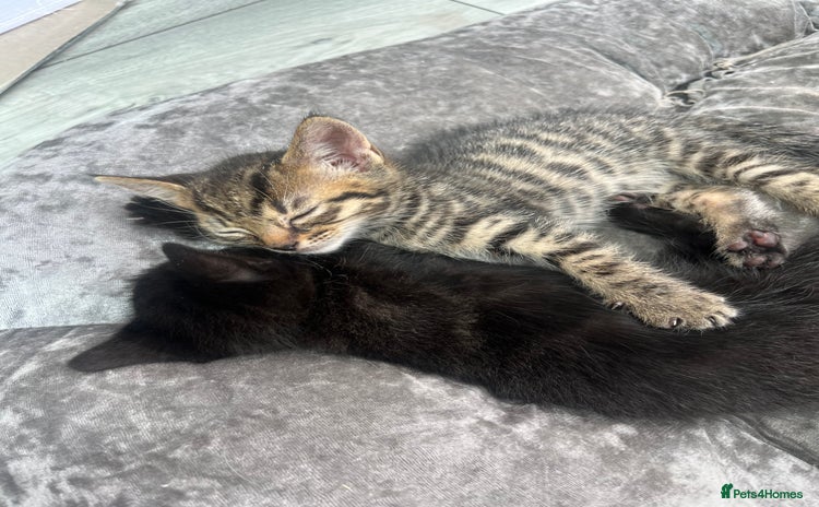 Mixed Breed cats - Advert 7