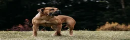 Boerboel dogs for sale: Females available from Topguard Kennels   - Advert 6