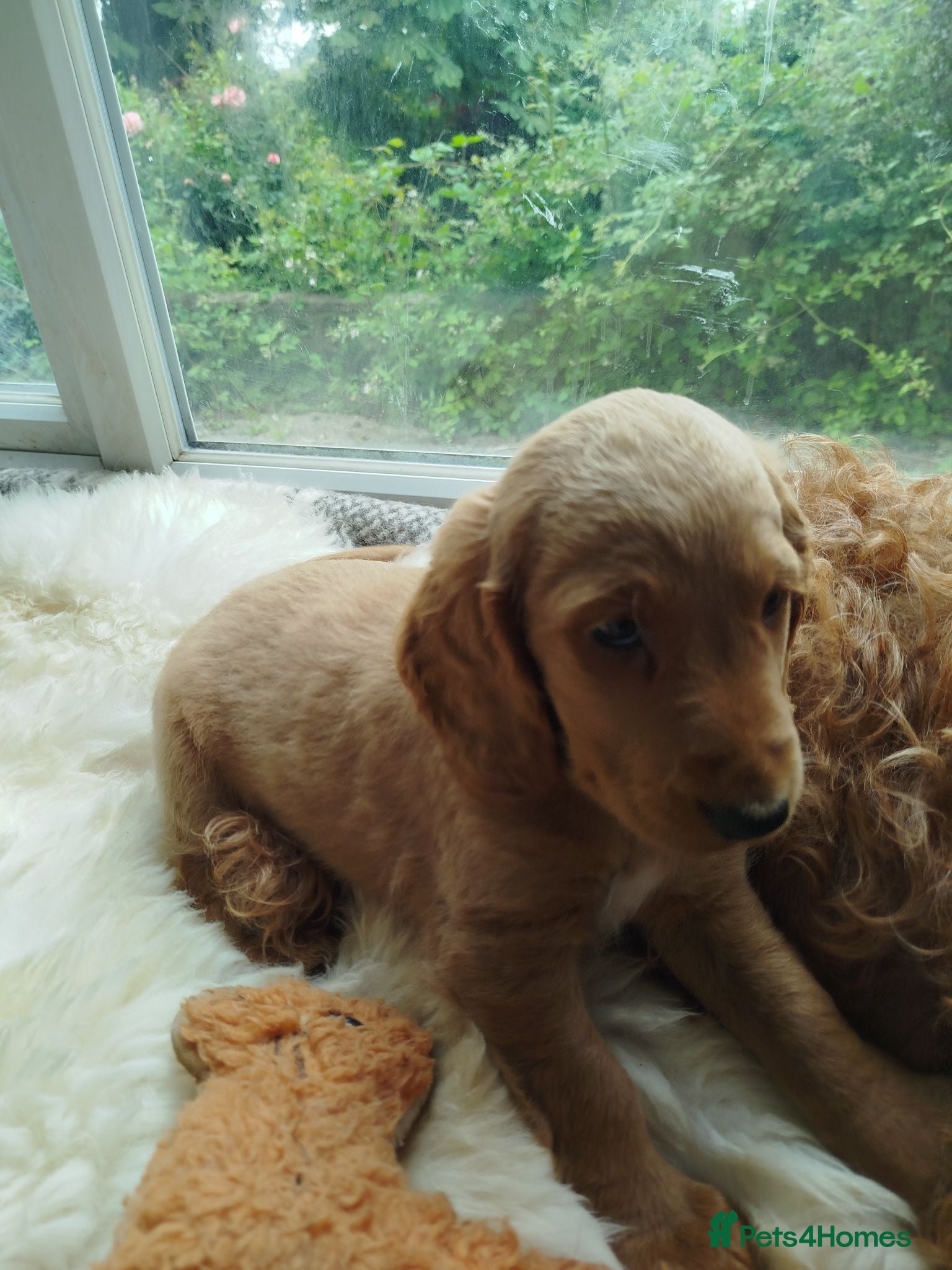 Cockapoo dogs Cockerpoo f2 - Advert 2