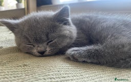 British Shorthair cats for sale: CHAMPION BSH PEDIGREE GCCF REGISTERED  - Image 6