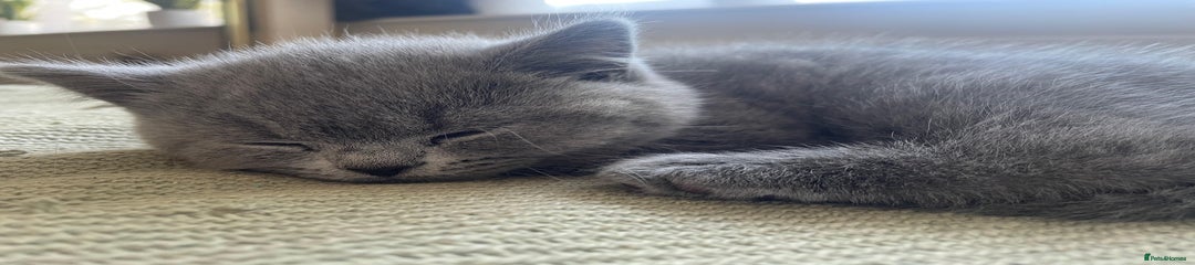 British Shorthair Kitten 2