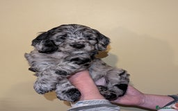 Cockapoo dogs for sale: Mixed coloured Cockapoo Puppies  - Image 2