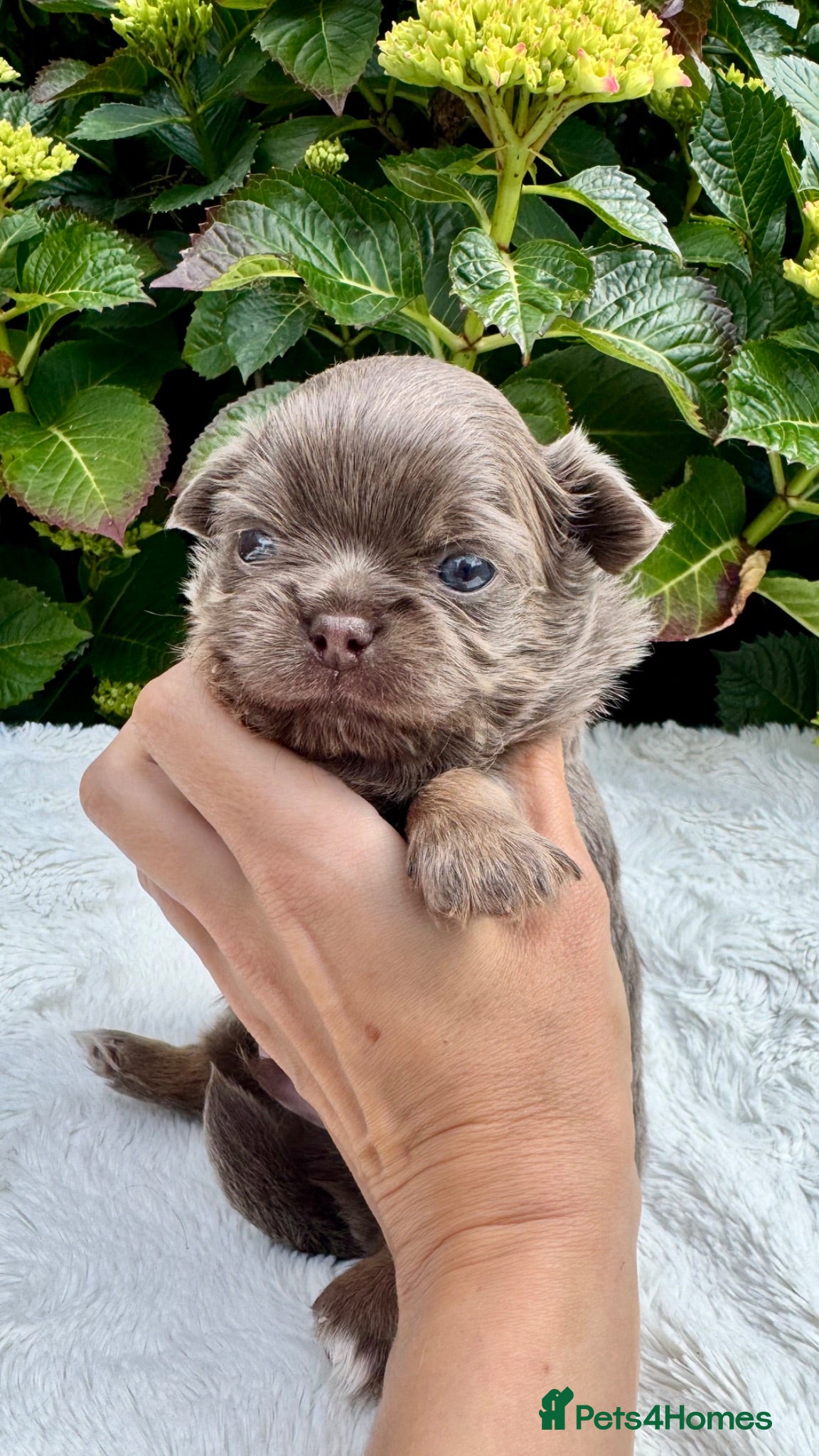 Chihuahua dogs 💜💙 Unique KC LC chihuahua boys 💜💙 - Advert 2