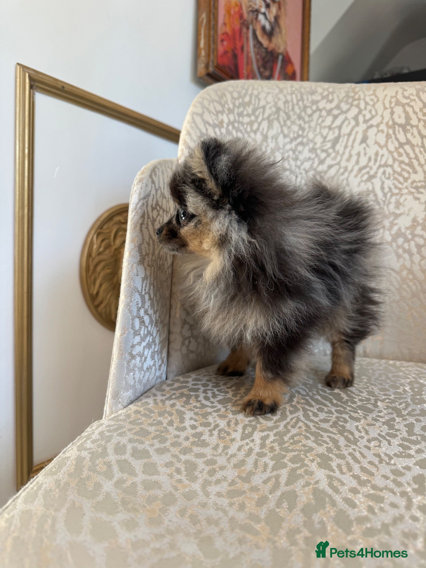 Pomeranian dogs RARE Merle Pomeranian Champion Lines - Advert 6