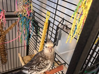 Parrots birds Cockatiel - Advert 4