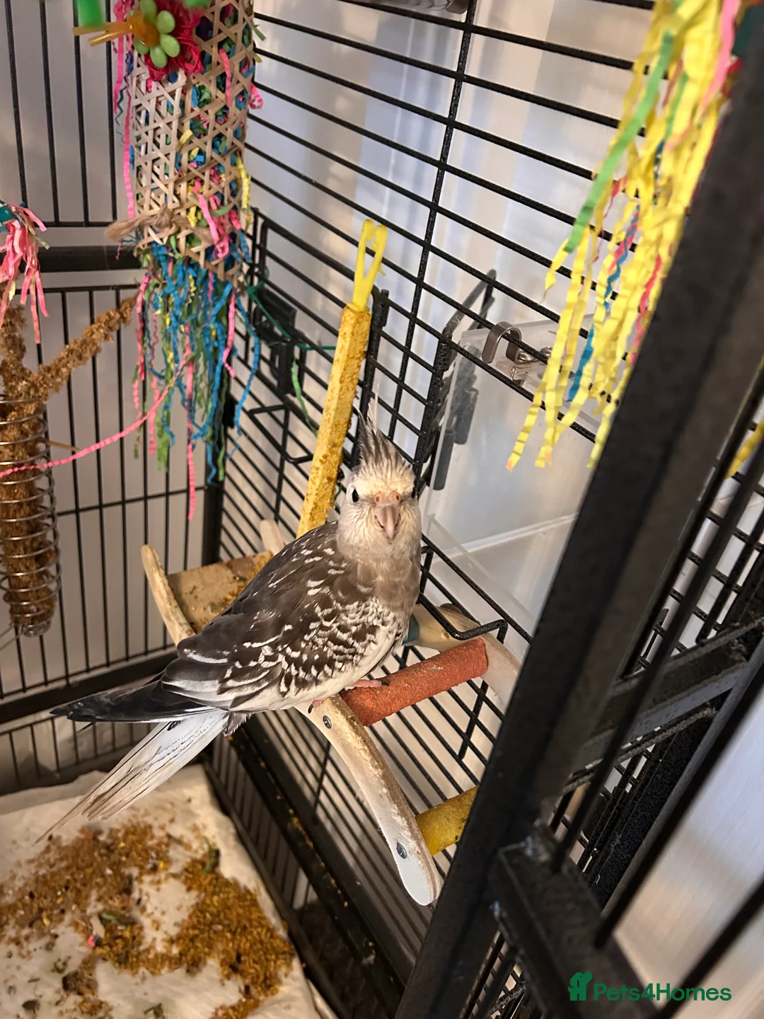 Parrots birds for sale: Cockatiel - Advert 1