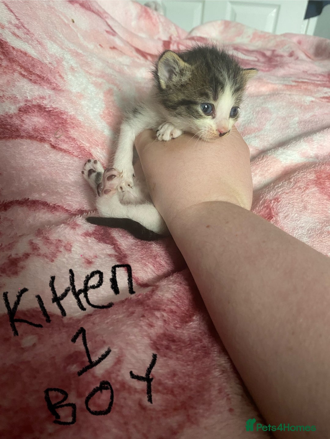 Maine Coon cats for sale: MI have 6 BEAUTIFUL kittens for sale🩷 - Image 4