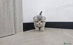 British Shorthair cats for sale: Beautiful British Short hairs kittens for sale - Image 7
