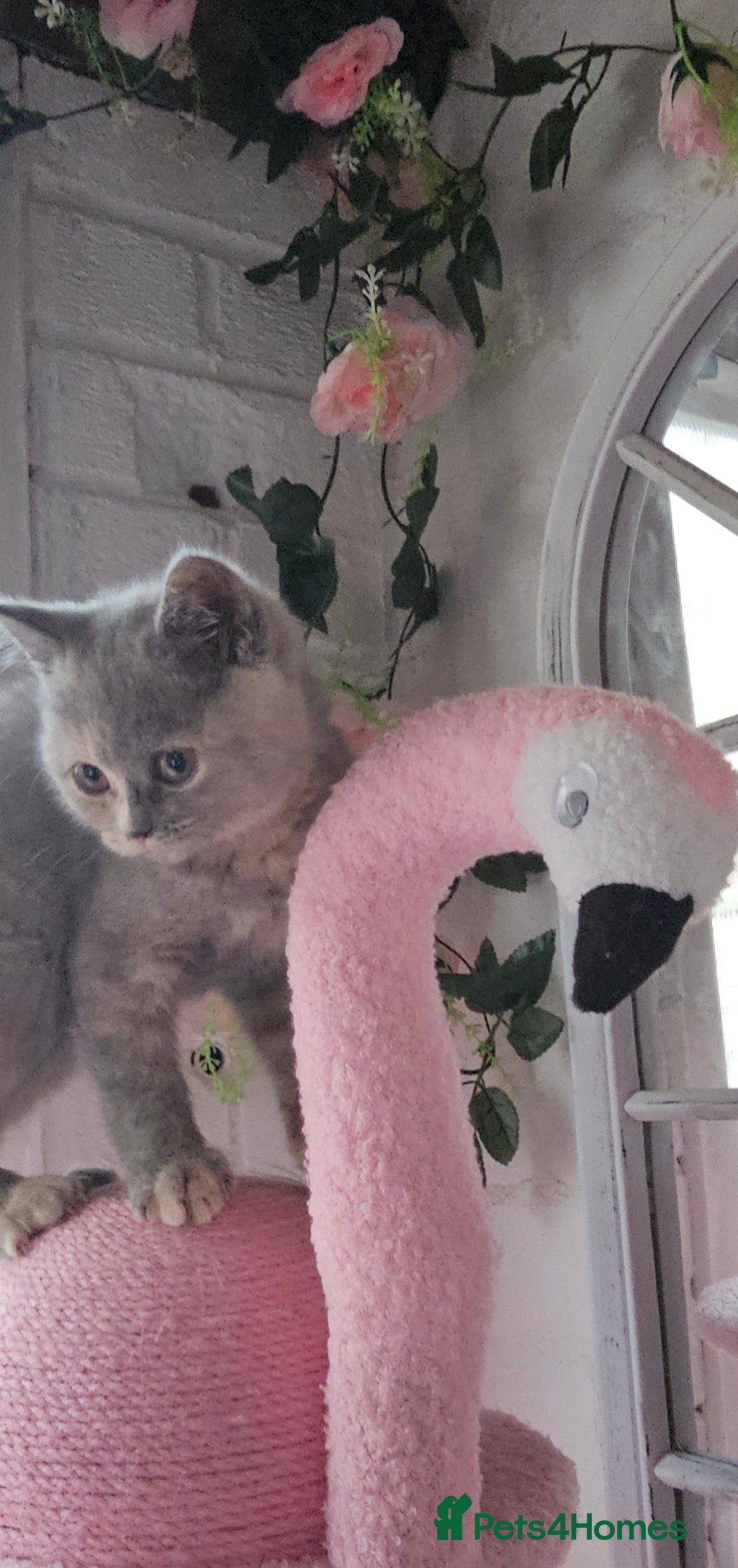 British Shorthair cats for sale: Beautiful kitten GCCF registered - Advert 5