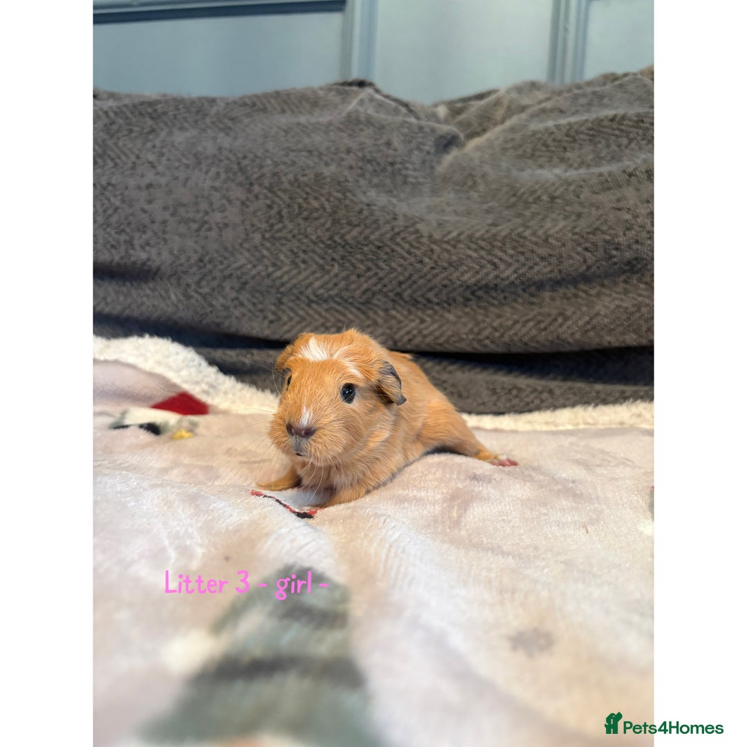 Guinea Pig rodents for sale: Beautiful baby guniea pig for sale Girls & Boys - Advert 11