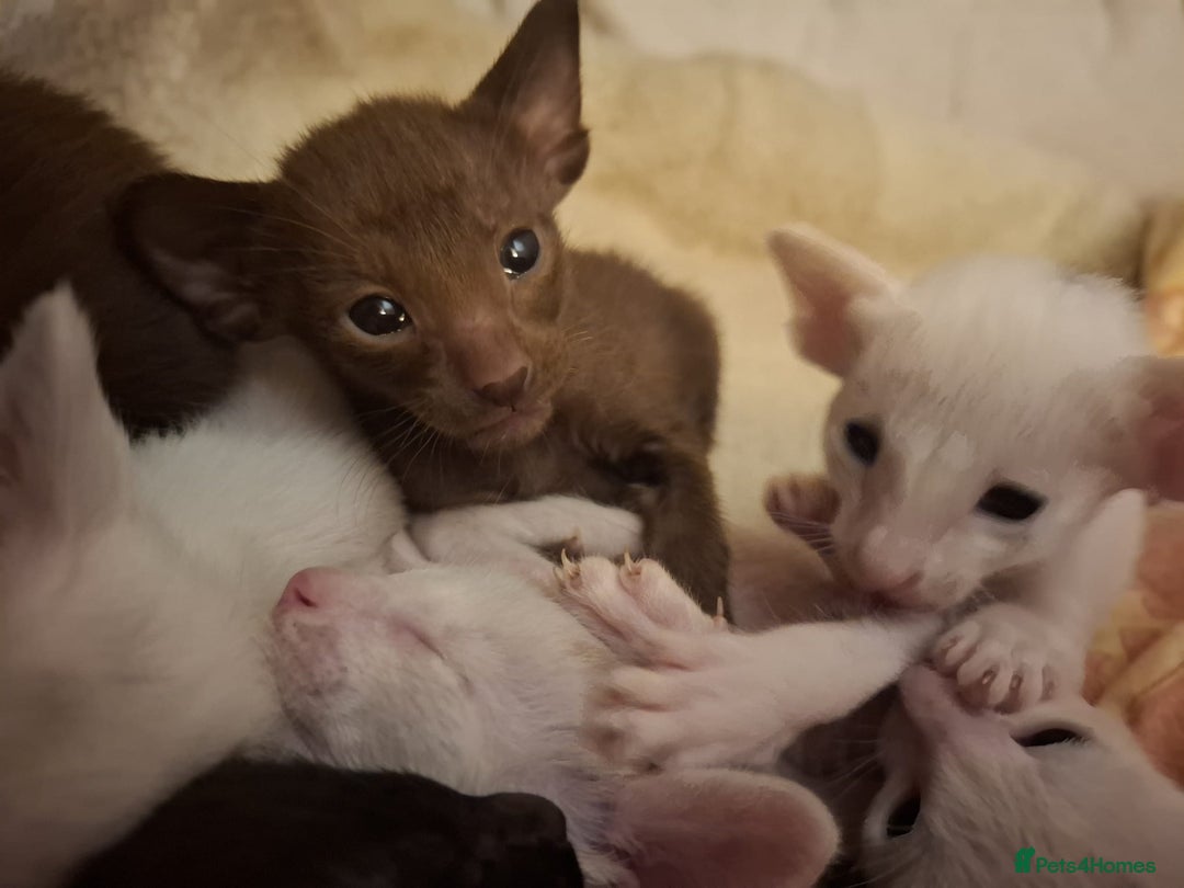 Oriental cats for sale: Stunning oriental kittens  - Image 6