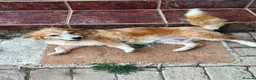 Mixed Breed dogs for adoption: Mable in Staines - Advert 2