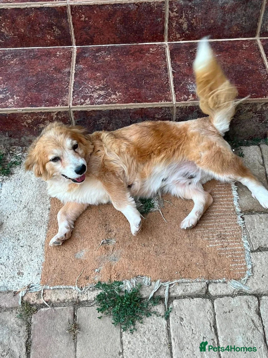 Mixed Breed dogs for adoption: Mable in Staines - Advert 2