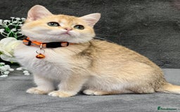 British Shorthair cats for sale: Adorable BSH kittens golden TiCA/ GCCF - Image 3