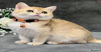 British Shorthair cats - Advert 2