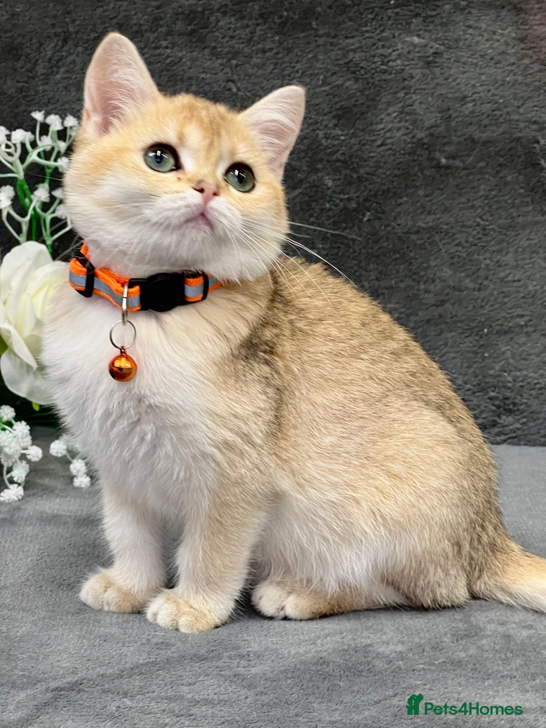 British Shorthair cats for sale: Adorable BSH kittens golden TiCA/ GCCF - Image 3