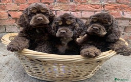 American Cocker Spaniel dogs for stud: Chocolate & Tan Proven KC American Cocker Stud in Doncaster - Image 8