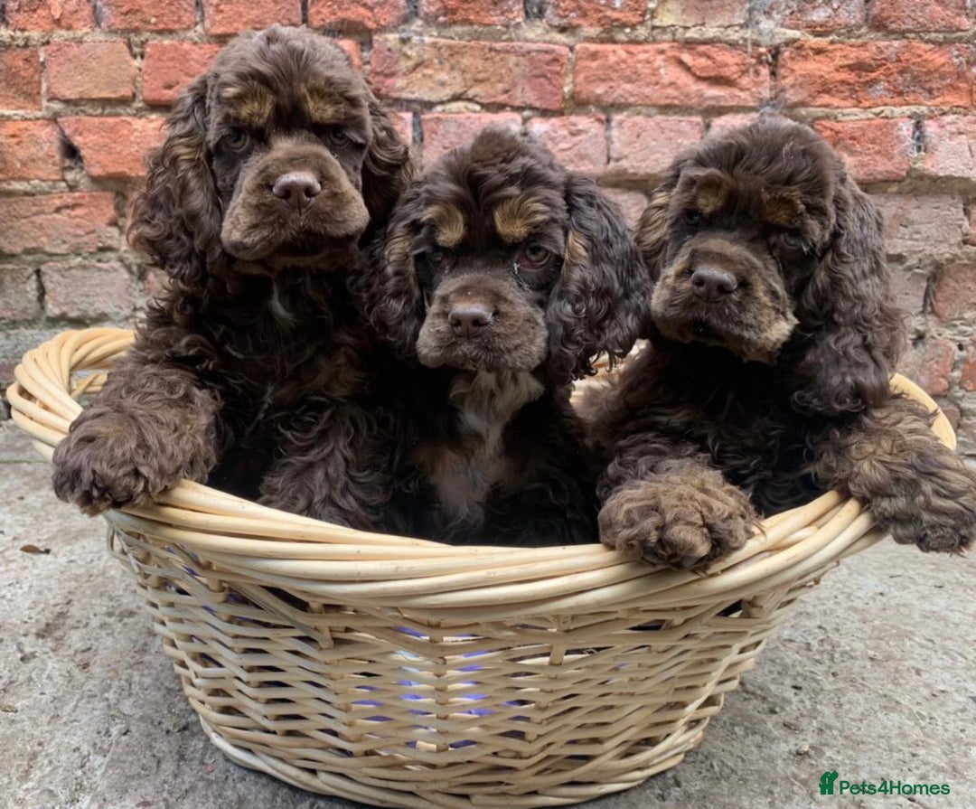 American Cocker Spaniel dogs for stud: Chocolate & Tan Proven KC American Cocker Stud in Doncaster - Image 8