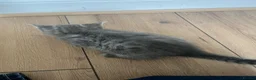 Mixed Breed cats for sale: Gray silver and tabby kittens for sale! - Advert 14
