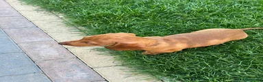 Dachshund 6