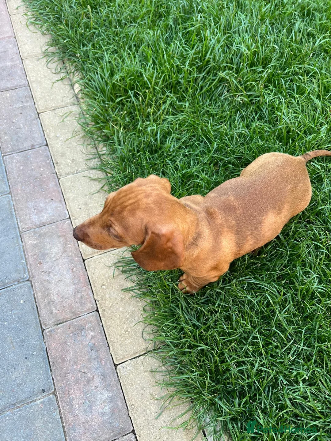 Dachshund dogs for sale: SOLD!SOLD!Thank you! Lovely standard dachshunds!!! - Advert 23