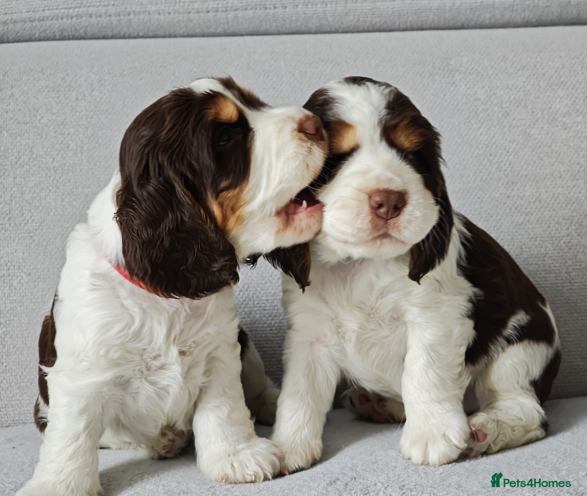 Cocker Spaniel dogs ❤️ 2 Beautiful Chocolate Roan Show Cockers❤️ - Advert 1