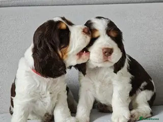 Cocker Spaniel dogs ❤️ 2 Beautiful Chocolate Roan Show Cockers❤️ - Advert 12