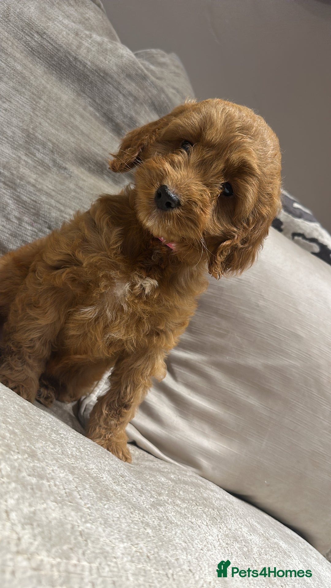 Cockapoo dogs for sale: 🐾Adorable toy cockapoos ready now 🐾 - Advert 13
