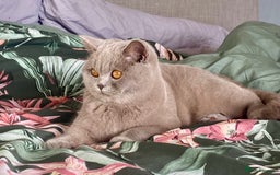 British Shorthair cats for sale: British Shorthair Male Kitten (GCCF) - Advert 23