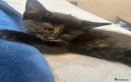 Mixed Breed cats for sale: Rare Bengal-Mix & Ginger Line Kittens  - Image 2