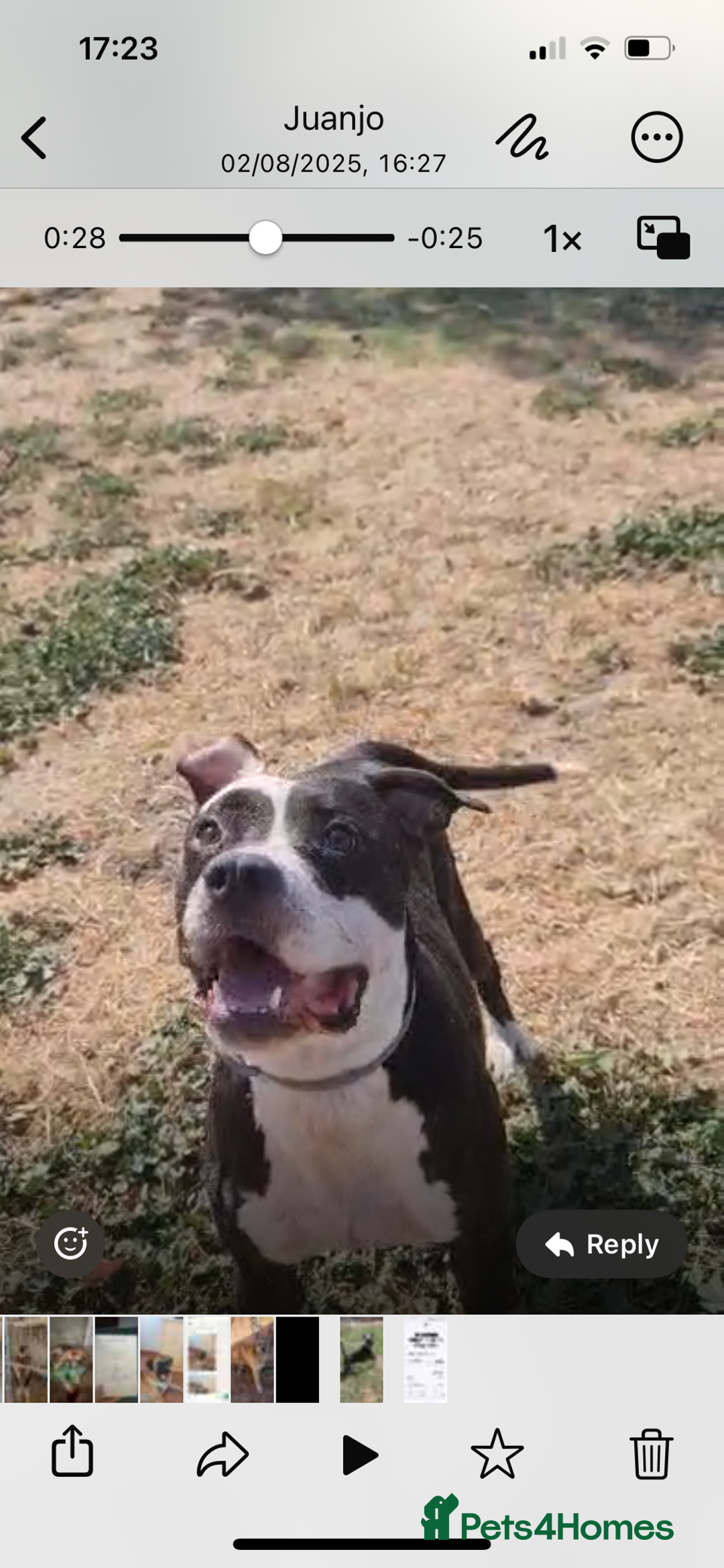 Mixed Breed dogs for adoption: ❤️ HERA the dog with a beautiful heart ❤️ - Image 15