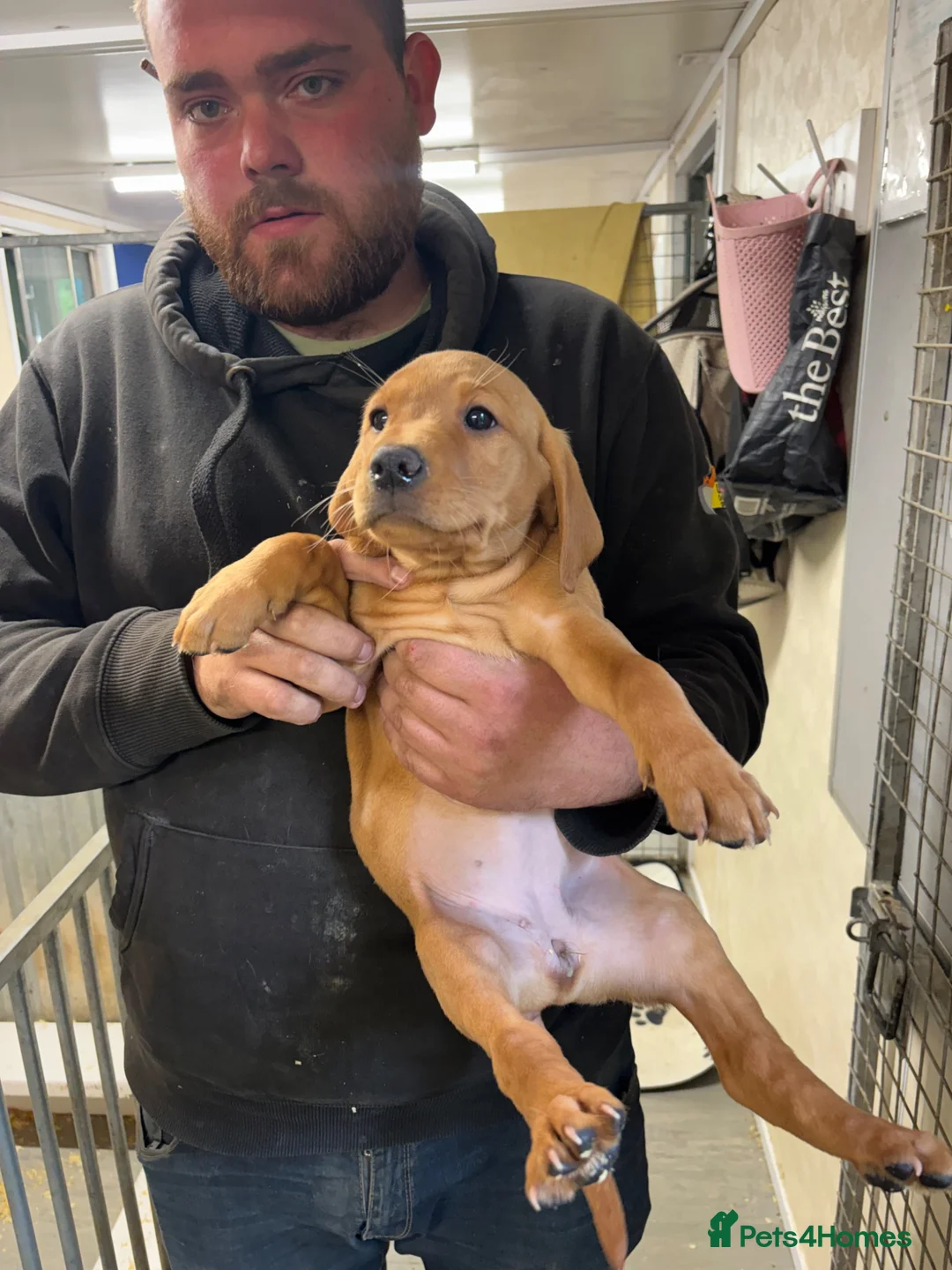 Labrador Retriever dogs for sale: Fox red Labradors  - Advert 2