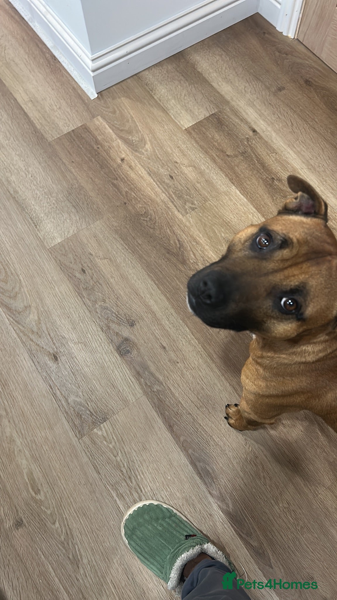 Staffordshire Bull Terrier dogs Stud my dog  - Advert 1