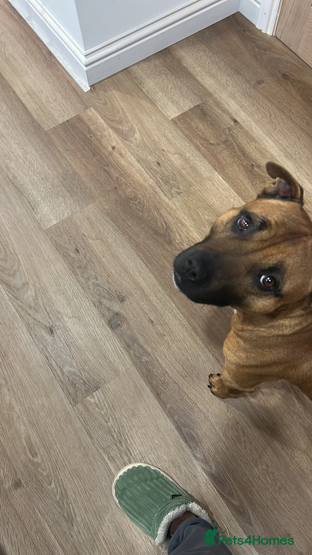 Staffordshire Bull Terrier dogs for stud: Stud my dog  in Lincoln - Advert 1