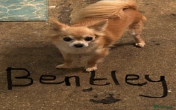 Chihuahua dogs for sale: Father and son chihuahuas  - Image 3