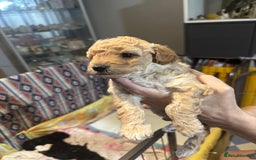 Yorkiepoo dogs for sale: Yorkiepoo puppies for sale - Image 11