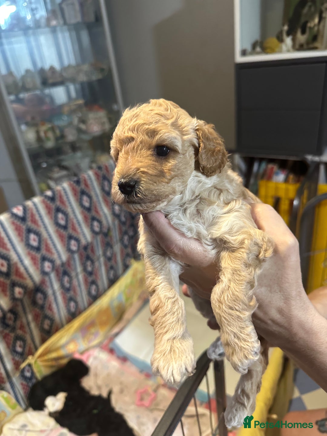 Yorkiepoo dogs for sale: Yorkiepoo puppies for sale - Image 11