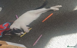 Domestic Shorthair cats for sale: 3 beautiful boys left ! Ready now - Image 8