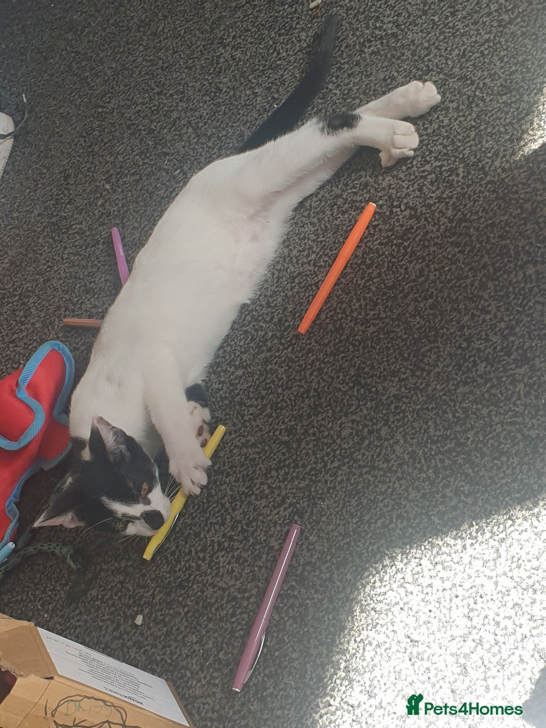 Domestic Shorthair cats for sale: 3 beautiful boys left ! Ready now - Image 8