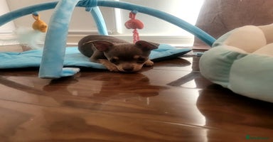 Chihuahua dogs - Advert 2