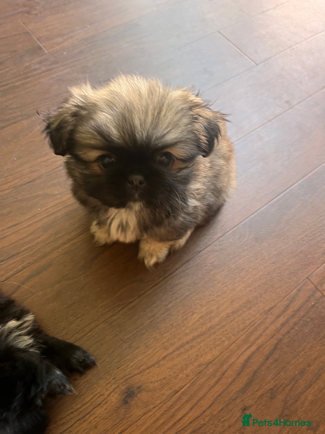 Mixed Breed dogs for sale: Pekingese / Pomeranian puppies for sale - REDUCED  in Leicester - Image 3