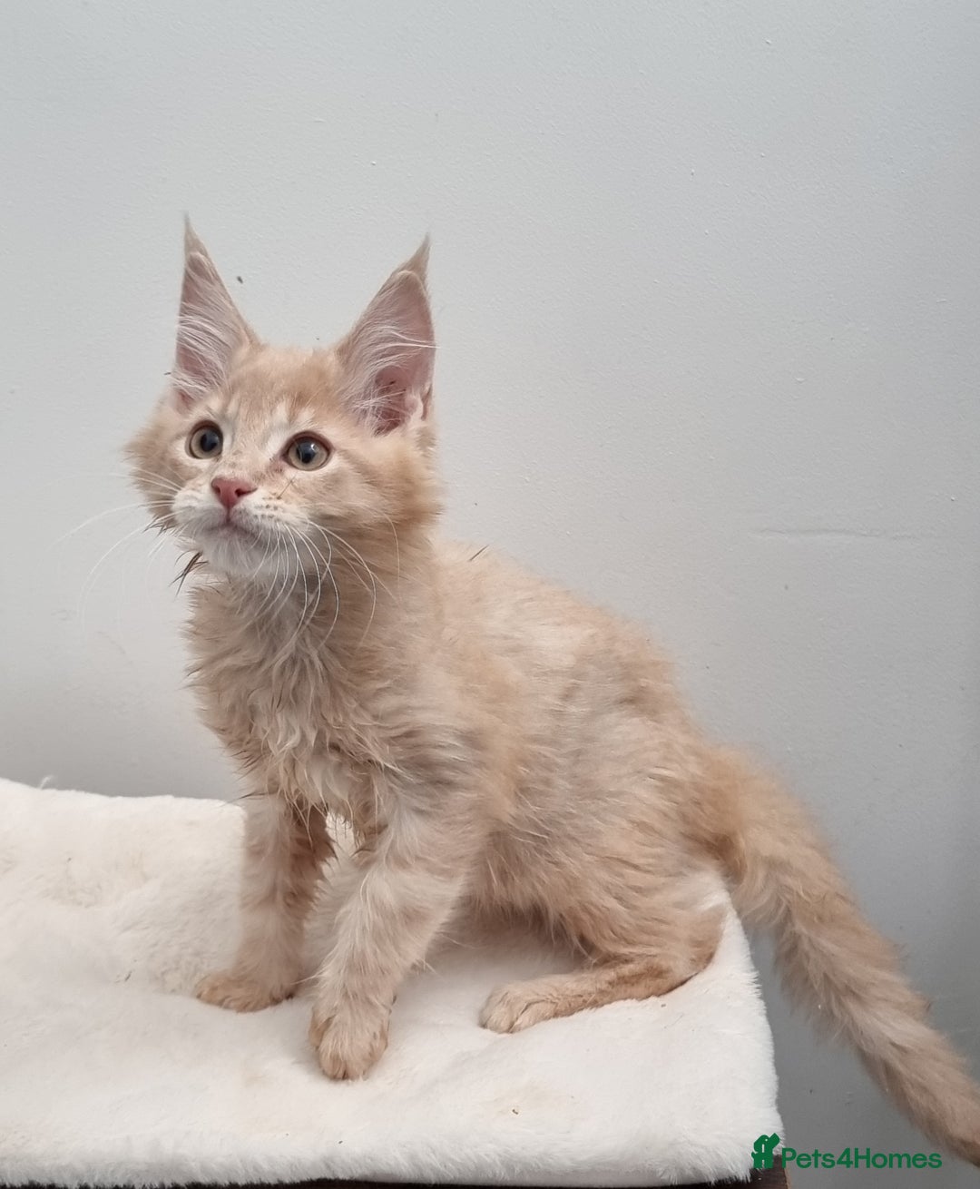 Maine Coon cats for sale: GCCF Pedigree Maine Coon Kittens for sale  - Image 22